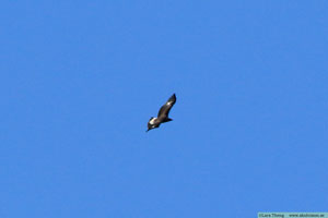 Kungsörn, Aquila chrysaetos